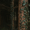 vines and stems  screen for extension Chrome web store in OffiDocs Chromium