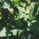 Vines and young grape bunches  screen for extension Chrome web store in OffiDocs Chromium