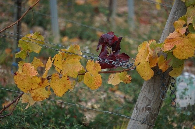 Téléchargement gratuit Vines Autumn Wine - photo ou image gratuite à éditer avec l'éditeur d'images en ligne GIMP