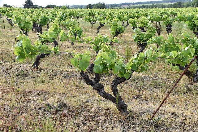 Vines Ceps Grape 무료 다운로드 - 무료 사진 또는 김프 온라인 이미지 편집기로 편집할 사진