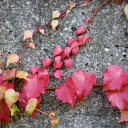 Vines cling to the wall  screen for extension Chrome web store in OffiDocs Chromium