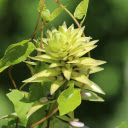 Vines roll flowers  screen for extension Chrome web store in OffiDocs Chromium
