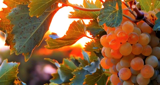 Download gratuito Vine Vineyard Grapes - foto o immagine gratuita da modificare con l'editor di immagini online GIMP