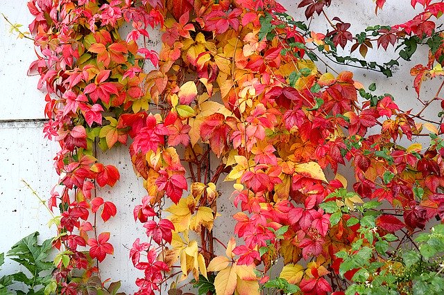 Descărcare gratuită Vine-Virgin Climbing Plants Fall - fotografie sau imagini gratuite pentru a fi editate cu editorul de imagini online GIMP