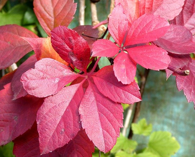 Kostenloser Download Vine-Virgin Leaf Color - kostenloses Foto oder Bild zur Bearbeitung mit GIMP Online-Bildbearbeitung