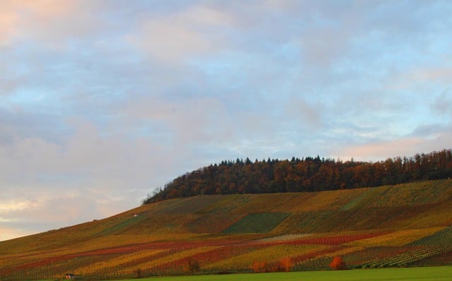 Free download vineyard autumn colors fall season free picture to be edited with GIMP free online image editor