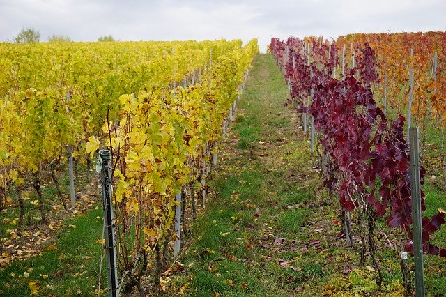 Free download Vineyard Autumn Landscape -  free photo or picture to be edited with GIMP online image editor