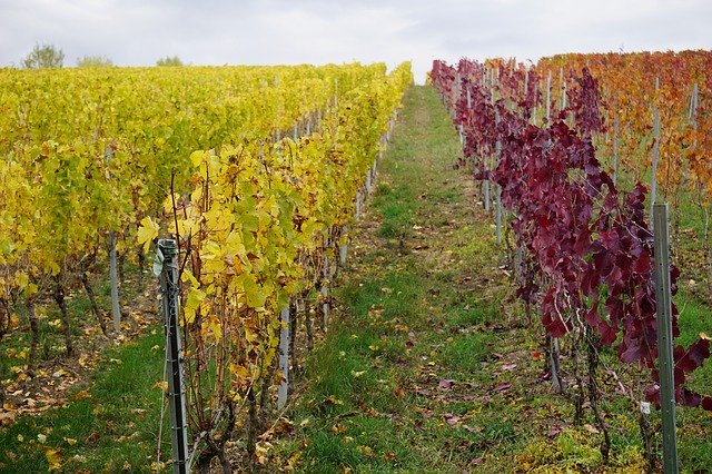 Muat turun percuma Vineyard Autumn Landscape - foto atau gambar percuma untuk diedit dengan editor imej dalam talian GIMP