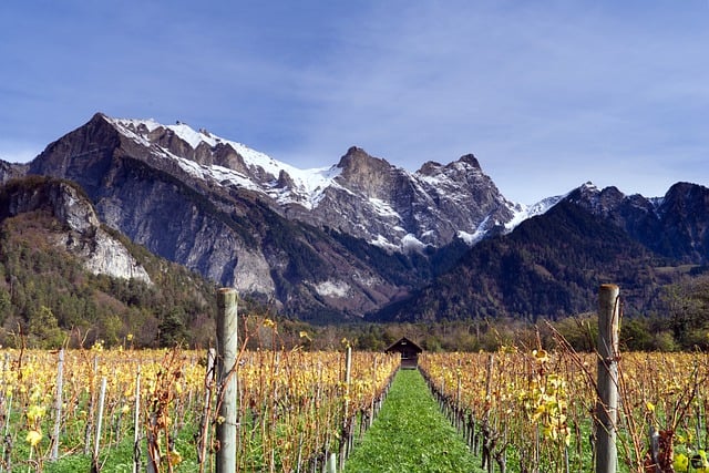 Free download vineyard autumn landscape mountains free picture to be edited with GIMP free online image editor