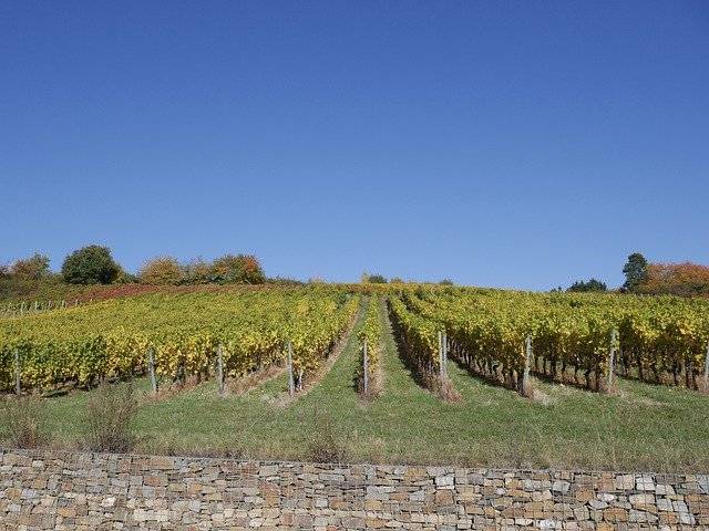 Template Photo Vineyard Autumn Wine -  for OffiDocs