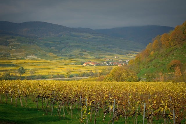 Free download vineyard fall autumnal free picture to be edited with GIMP free online image editor