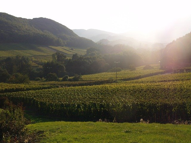 Muat turun percuma Vineyard France Wine - foto atau gambar percuma untuk diedit dengan editor imej dalam talian GIMP