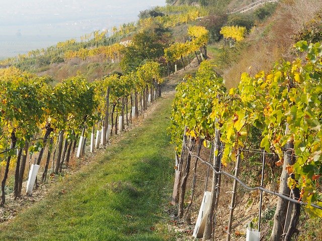 Free download Vineyard Grapes Vine Leaves -  free photo or picture to be edited with GIMP online image editor