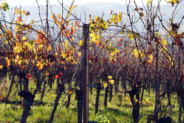 ດາວ​ນ​໌​ໂຫລດ​ຟຣີ vineyard grapevines viticulture ຮູບ​ພາບ​ຟຣີ​ທີ່​ຈະ​ໄດ້​ຮັບ​ການ​ແກ້​ໄຂ​ທີ່​ມີ GIMP ບັນນາທິການ​ຮູບ​ພາບ​ອອນ​ໄລ​ນ​໌​ຟຣີ​