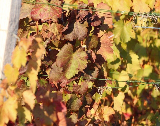 Free download Vineyard Rebstock Color -  free photo or picture to be edited with GIMP online image editor