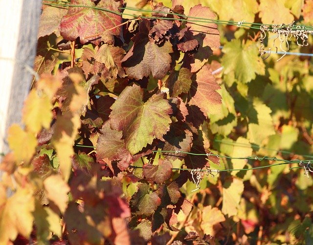 Téléchargement gratuit de Vineyard Rebstock Color - photo ou image gratuite à modifier avec l'éditeur d'images en ligne GIMP