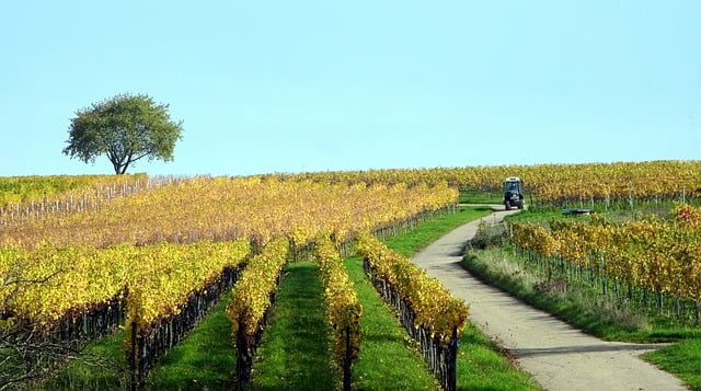 Baixe grátis a imagem gratuita da agricultura de outono de vinhedos para ser editada com o editor de imagens on-line gratuito do GIMP