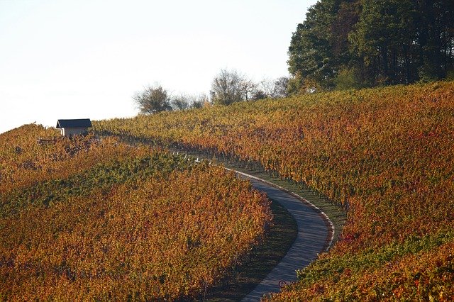 Free picture Vineyards Autumn Colorful -  to be edited by GIMP free image editor by OffiDocs