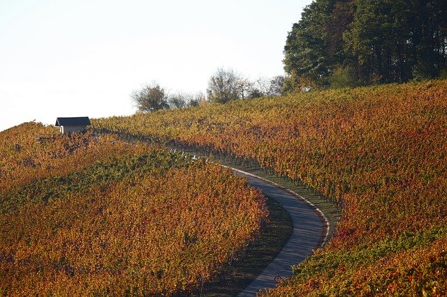 Muat turun percuma Vineyards Autumn Colorful - foto atau gambar percuma untuk diedit dengan editor imej dalam talian GIMP