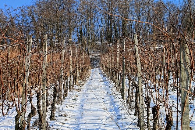 Free download Vineyard Snow Winter -  free photo or picture to be edited with GIMP online image editor