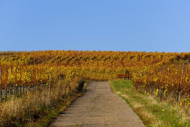 Free download Vineyards Vines Vineyard -  free photo or picture to be edited with GIMP online image editor