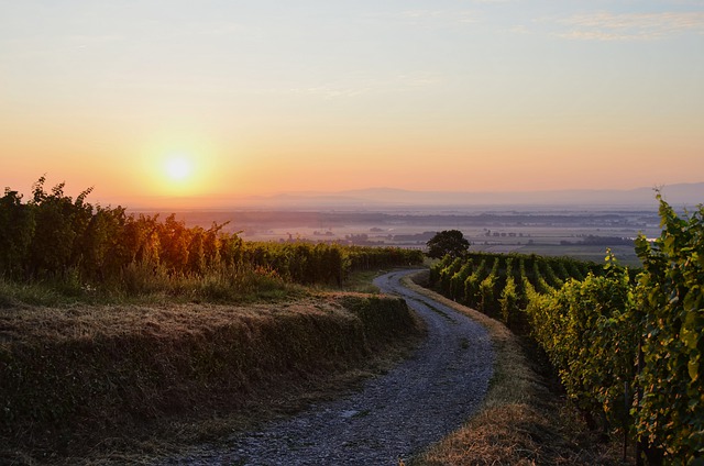 Free download vineyard vine morning france free picture to be edited with GIMP free online image editor