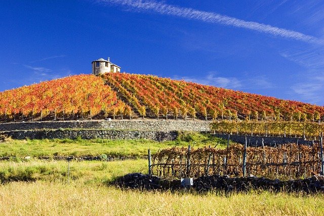 Muat turun percuma anggur ladang anggur gambar percuma bukit warna musim luruh untuk diedit dengan editor imej dalam talian percuma GIMP