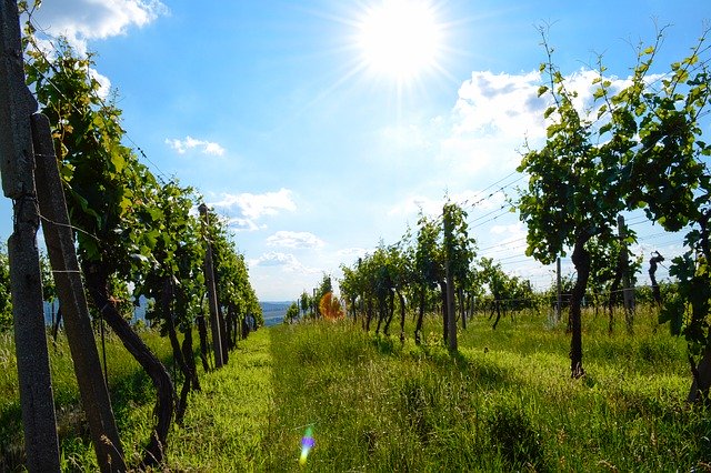 Скачать бесплатно Vineyard Wine Sky - бесплатное фото или изображение для редактирования с помощью онлайн-редактора изображений GIMP