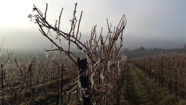 Free download Vineyard Winter Cold -  free photo or picture to be edited with GIMP online image editor