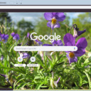 Viola Tricolor  screen for extension Chrome web store in OffiDocs Chromium