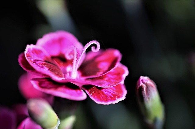 Free download Violet Carnation Flower Blooming -  free photo or picture to be edited with GIMP online image editor