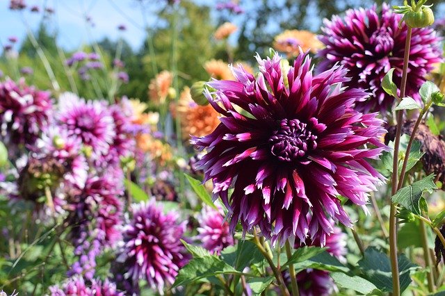 הורדה חינם Violet Flower Meadow Nature - תמונה או תמונה בחינם לעריכה עם עורך התמונות המקוון GIMP