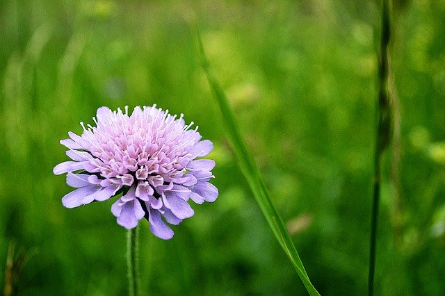 Descărcare gratuită Violet Flower Nature - fotografie sau imagine gratuită pentru a fi editată cu editorul de imagini online GIMP