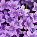 Violet Flower Theme  screen for extension Chrome web store in OffiDocs Chromium Violet Flower Theme  screen for extension Chrome web store in OffiDocs Chromium