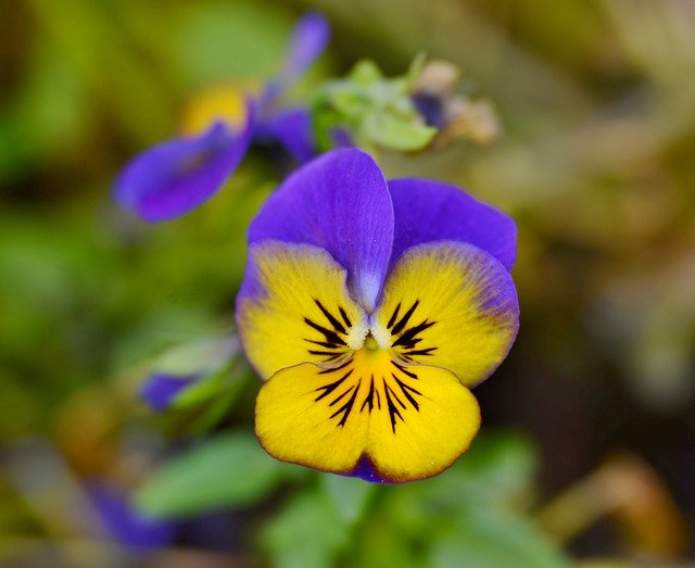 Libreng download Violet Flower Yellow - libreng larawan o larawan na ie-edit gamit ang GIMP online na editor ng imahe