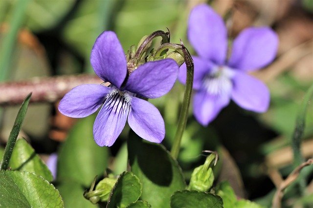 Free download Violet Forest Spring -  free photo or picture to be edited with GIMP online image editor