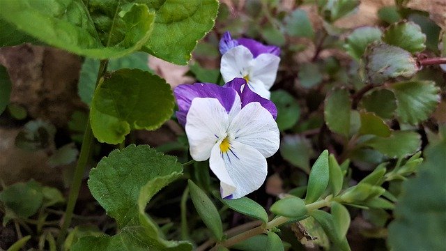 Free download Violet Garden Flower -  free photo or picture to be edited with GIMP online image editor