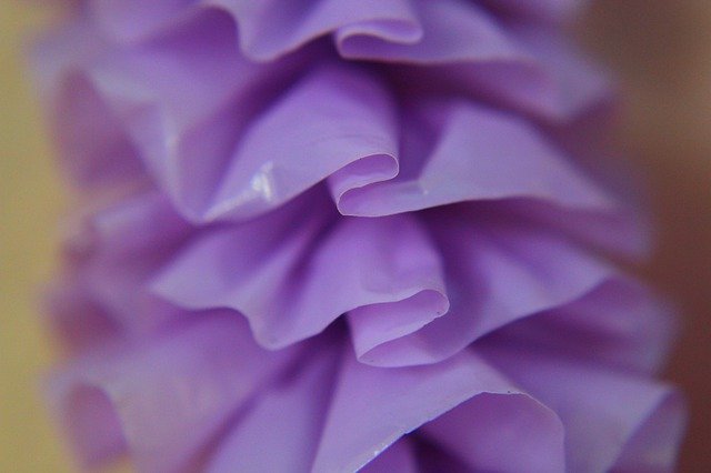 Шаблон фото Violet Hawaii Blue - для OffiDocs