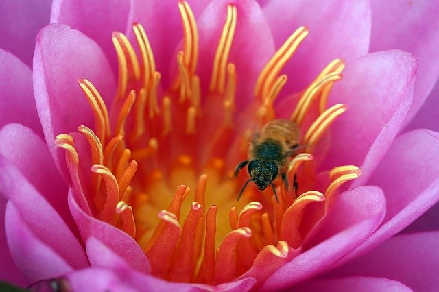 Muat turun percuma Violet Lotus Flowers - foto atau gambar percuma untuk diedit dengan editor imej dalam talian GIMP