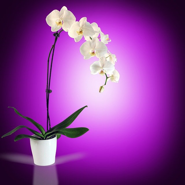 Free download Violet Orchid White -  free illustration to be edited with GIMP free online image editor