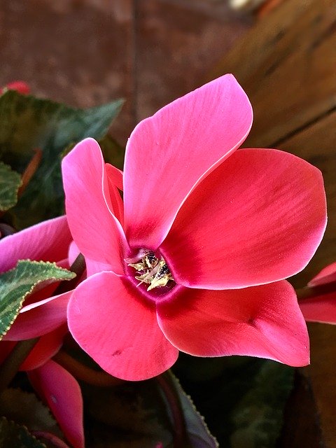 Free download Violet Pink Flower Flowers -  free photo or picture to be edited with GIMP online image editor