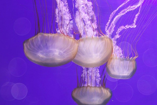 Muat turun percuma Violet Purple Jellyfish - foto atau gambar percuma untuk diedit dengan editor imej dalam talian GIMP