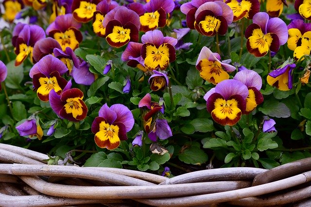 Unduh gratis Violets Flowers Spring - foto atau gambar gratis untuk diedit dengan editor gambar online GIMP