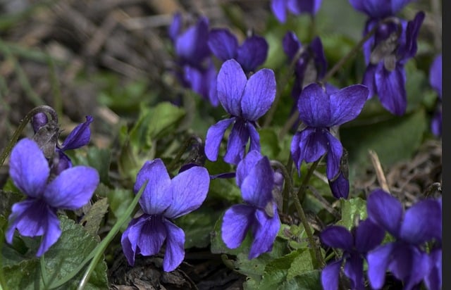 Free download violets flowers spring delicate free picture to be edited with GIMP free online image editor