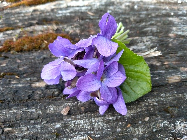 Unduh gratis Violet Spring Flower - foto atau gambar gratis untuk diedit dengan editor gambar online GIMP
