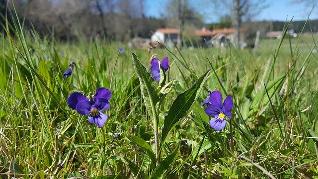 Bezpłatne pobieranie Violet Spring Flowers - bezpłatne zdjęcie lub obraz do edycji za pomocą internetowego edytora obrazów GIMP