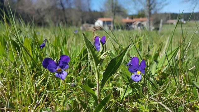 Free download Violet Spring Flowers -  free photo or picture to be edited with GIMP online image editor