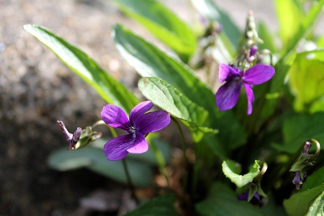 Скачать бесплатно Violets Purple Flowers Spring - бесплатное фото или изображение для редактирования с помощью онлайн-редактора изображений GIMP