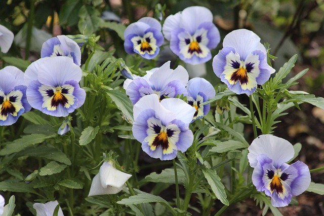 Free download violet viola tricolor pansies free picture to be edited with GIMP free online image editor