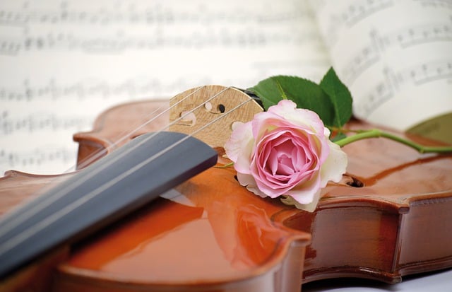 Free download violin musical instrument rose free picture to be edited with GIMP free online image editor